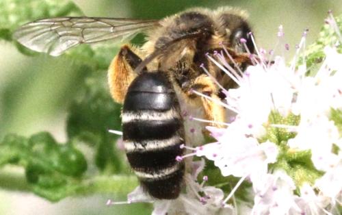 Andrena flavipes